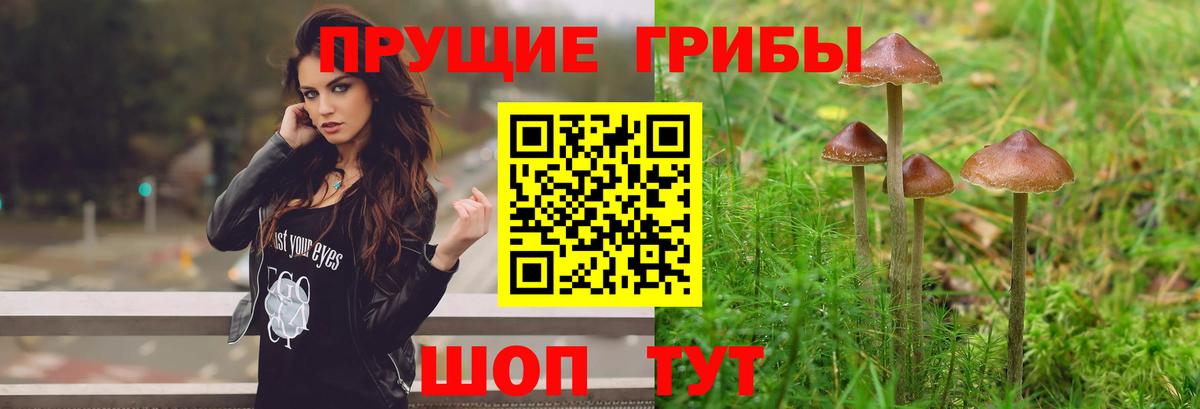 Галлюциногенные грибы MAGIC MUSHROOMS  купить наркотики цена  Майкоп  Вход с VPN 